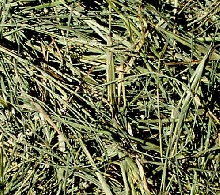 Bermuda Hay