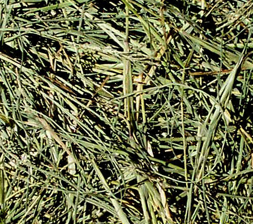 Bermuda Hay