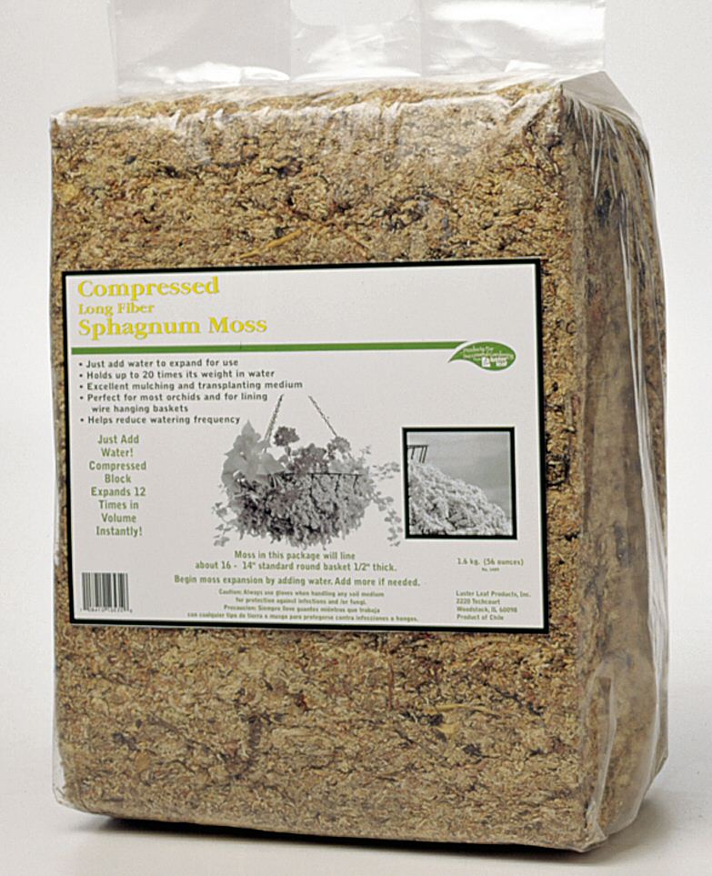 sphagnum1