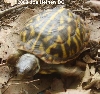 CB04 Ornate Box Turtle