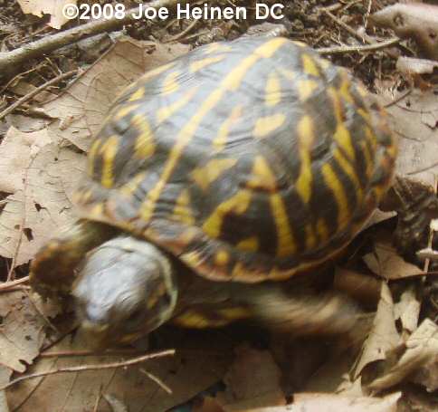 CB04 Ornate Box Turtle