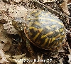 CB 04 Ornate Box Turtle