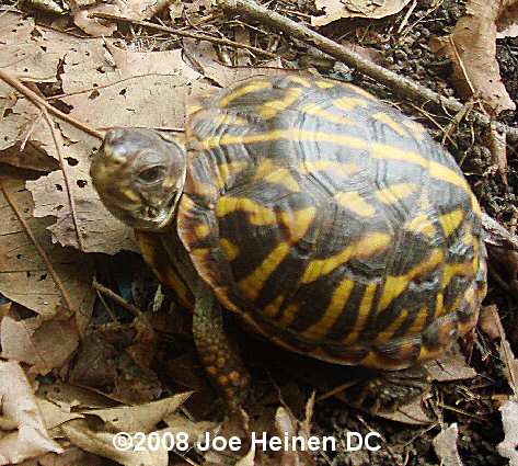 CB 04 Ornate Box Turtle