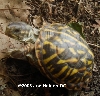 CB04 Ornate Box Turtle