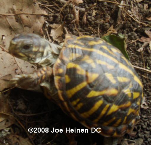 CB04 Ornate Box Turtle