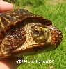 Ornate Male