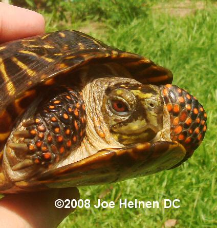 Ornate Male