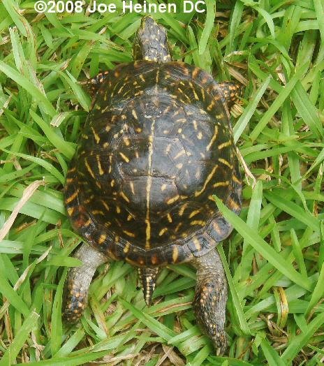 Ornate Male