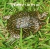 Ornate Male