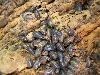 pillbugs2
