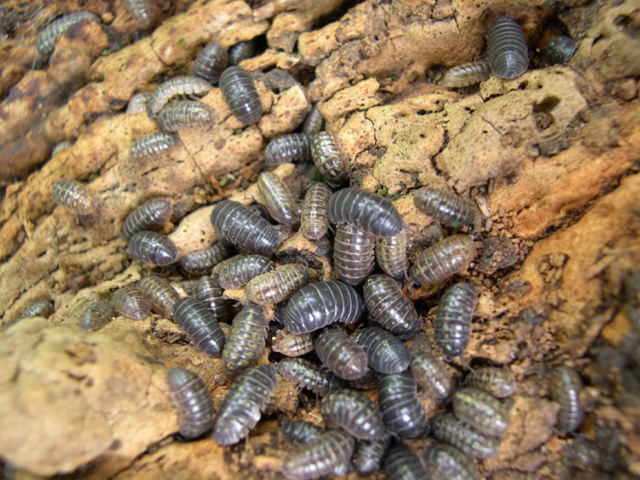 pillbugs2