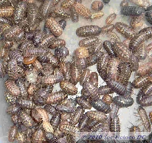 Pillbugs #1
