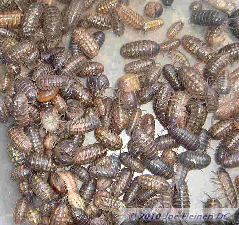 Pillbugs #1