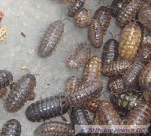 Pillbugs #2