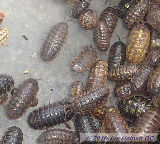 Pillbugs #2