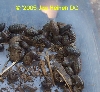 pillbugs
