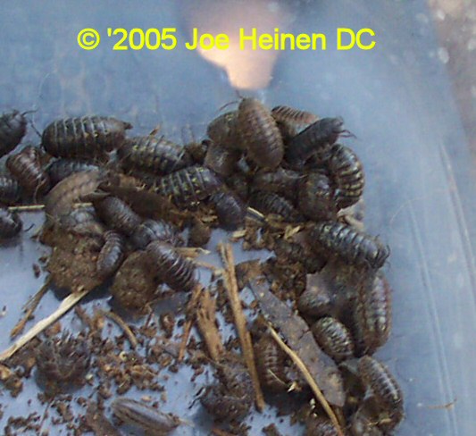 pillbugs