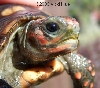 redfoot 1