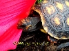 redfoot tortoise eating