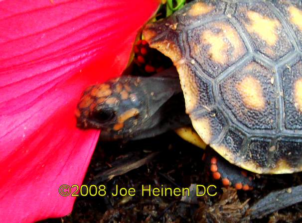 redfoot tortoise eating