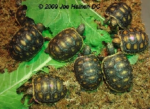 Redfoot group