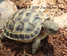Russian Tortoise Hatchlings