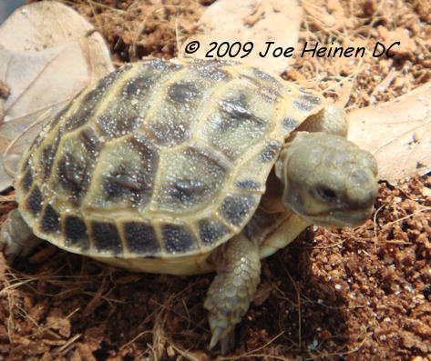 Russian Tortoise Hatchlings
