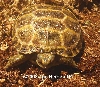 CB 08 Russian Tortoise