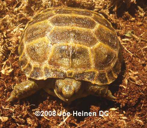 CB 08 Russian Tortoise