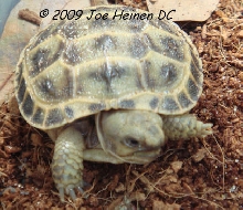 Russian Tortoise Hatchling 2