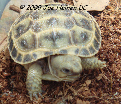 Russian Tortoise Hatchling 2