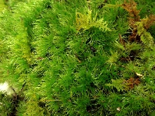 Frog Moss