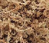sphagnum2