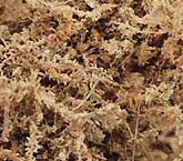 sphagnum2