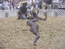 BIG ASS SNAKE