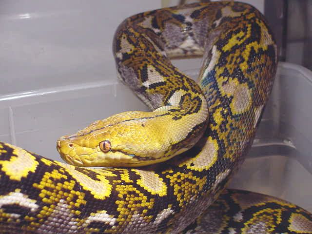 Can you say yellow-head retic?