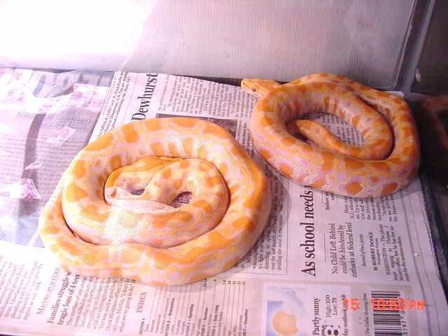 Albino Burmese babies