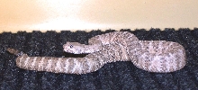 Southwestern Speckled
