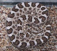 Western Massasauga