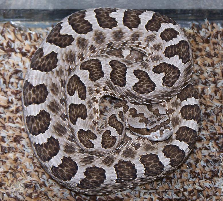 Western Massasauga