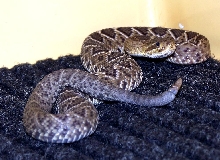 Crotalus basiliscus