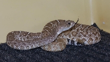 Crotalus ruber