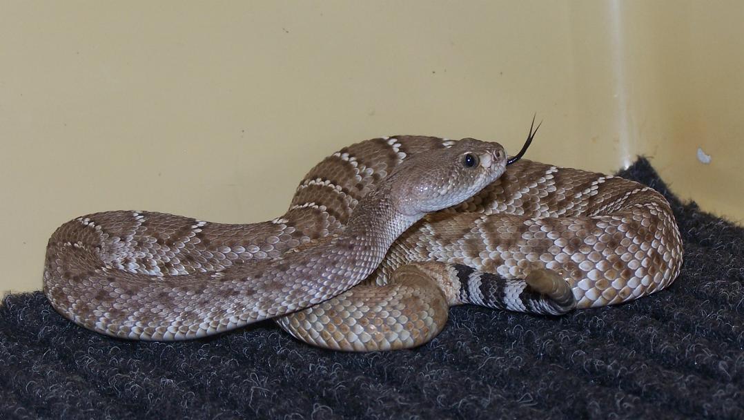 Crotalus ruber