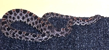 Dusky Pigmy