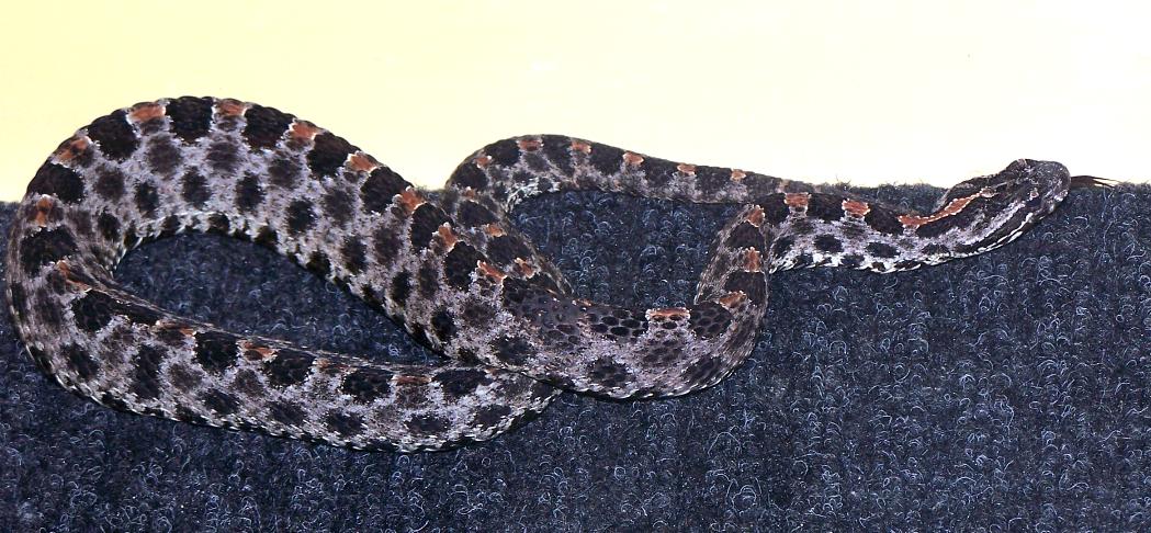 Dusky Pigmy