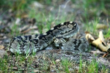 Blacktail