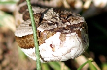 Massasauga