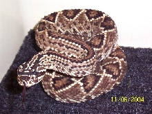 Crotalus durissus