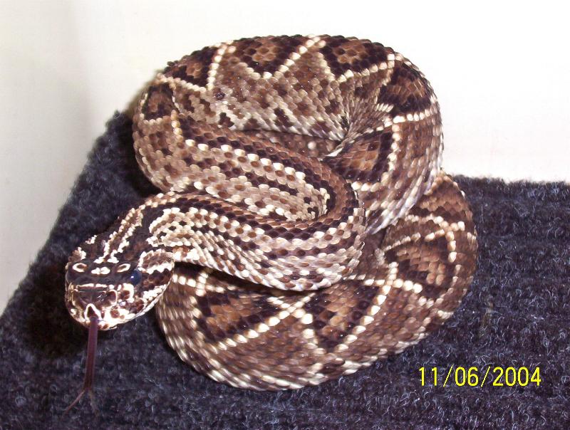 Crotalus durissus