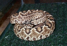 Crotalus durissus, Venezuelan rattlesnake